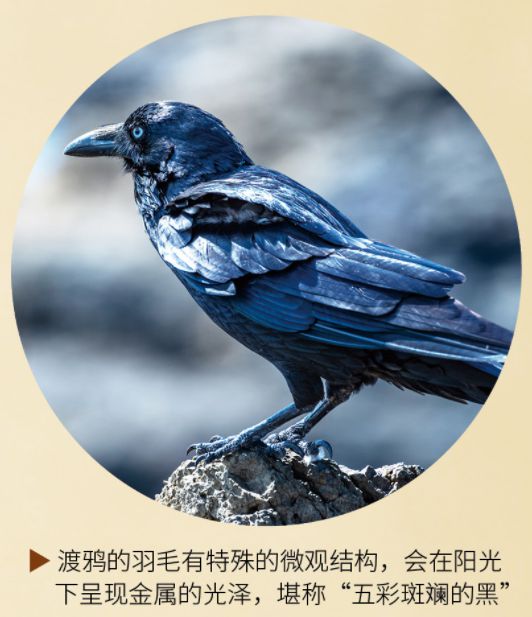 九游娛樂NineGame：自遠(yuǎn)古振翅的“黑色風(fēng)暴”(圖8)