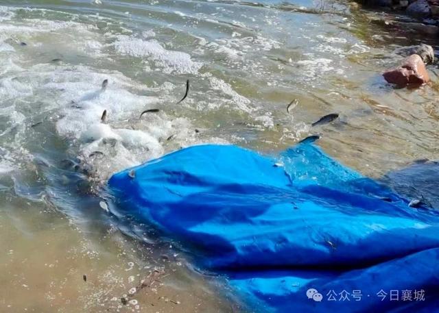 來了！近百萬魚苗來襄“安家”(圖2)