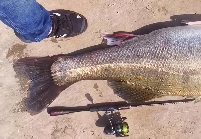 廣州釣友珠江釣到“50斤巨型鱸魚”全長(zhǎng)13米網(wǎng)友：這不科學(xué)(圖5)
