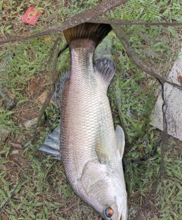 廣州釣友珠江釣到“50斤巨型鱸魚”全長(zhǎng)13米網(wǎng)友：這不科學(xué)(圖7)