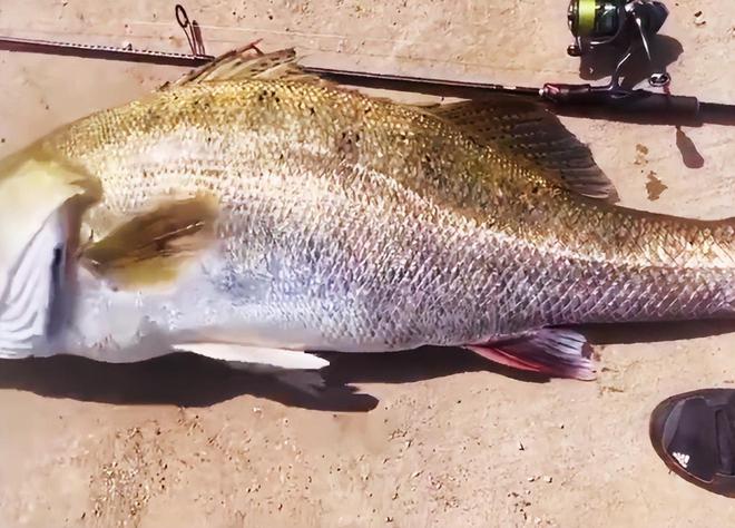 廣州釣友珠江釣到“50斤巨型鱸魚”全長(zhǎng)13米網(wǎng)友：這不科學(xué)(圖6)