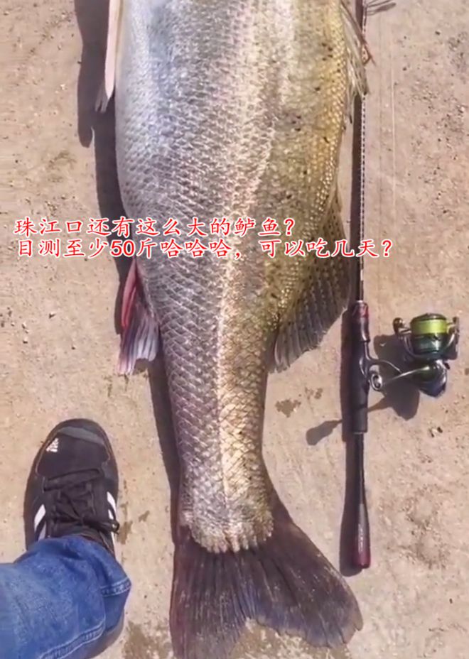 廣州釣友珠江釣到“50斤巨型鱸魚”全長(zhǎng)13米網(wǎng)友：這不科學(xué)(圖2)