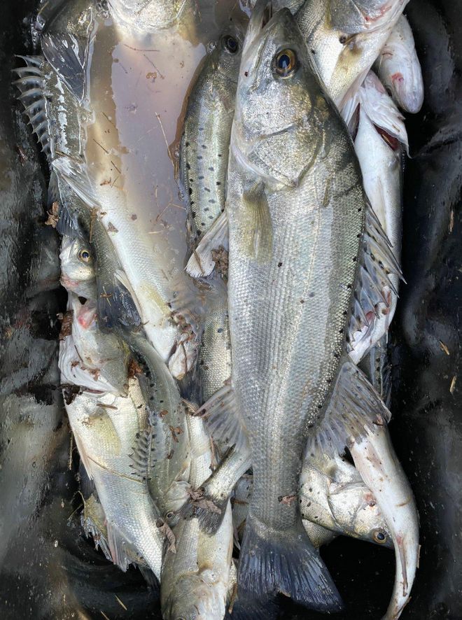 廣州釣友珠江釣到“50斤巨型鱸魚”全長(zhǎng)13米網(wǎng)友：這不科學(xué)(圖4)