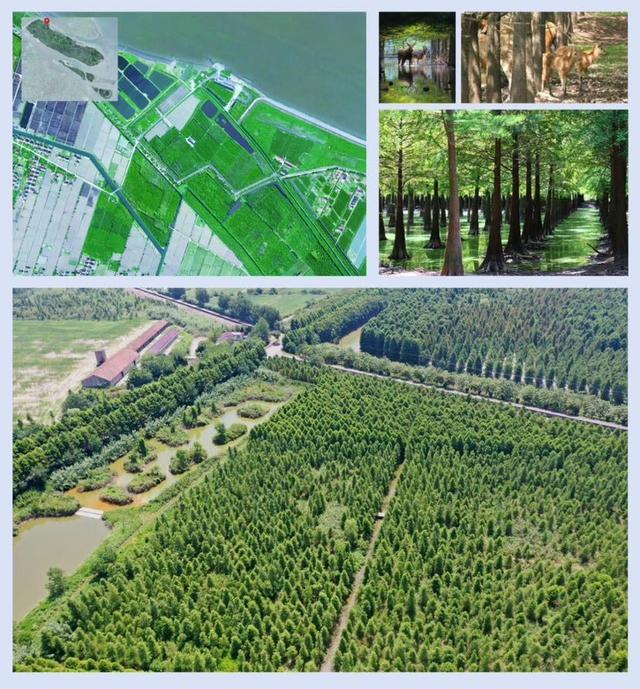 九游娛樂：“滬”動五一上海竟有這么多特色濕地？足不出“滬”擁抱自然一起打卡這份指南(圖4)