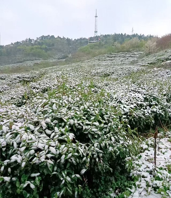 四季財(cái)經(jīng)｜茗春香：“茶葉+”破圈新玩法如何寫好“早”文章？(圖1)