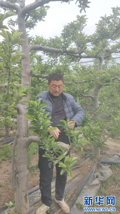 青春華章·重走西北角甘肅天水：昔日荒坡種“金果”-新華網(wǎng)(圖2)