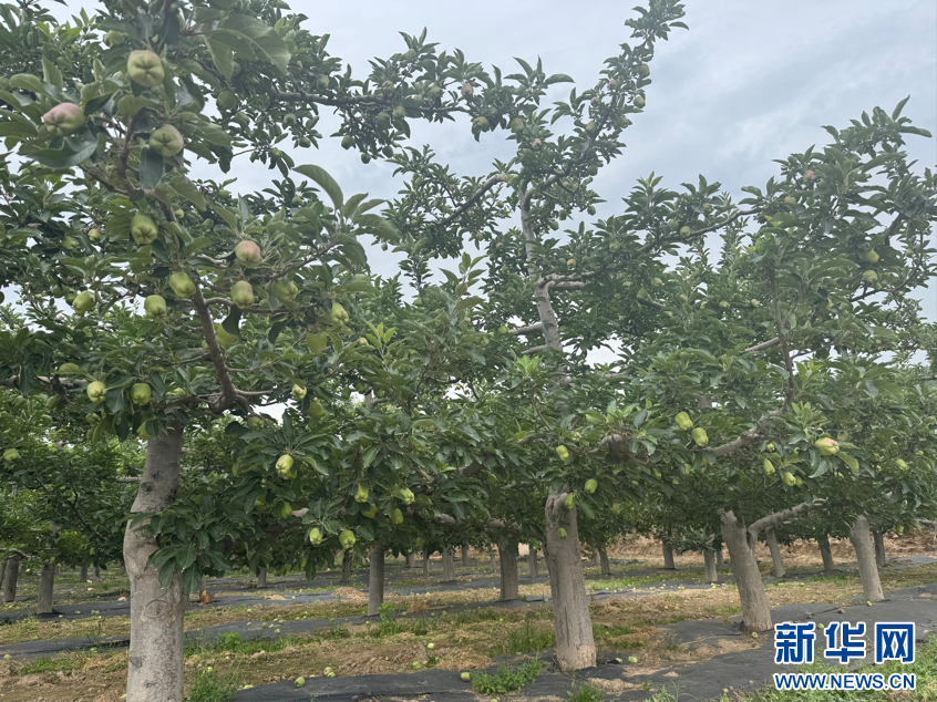 青春華章·重走西北角甘肅天水：昔日荒坡種“金果”-新華網(wǎng)(圖1)